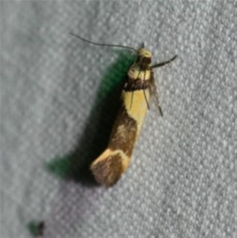 Macrobathra chrysotoxa