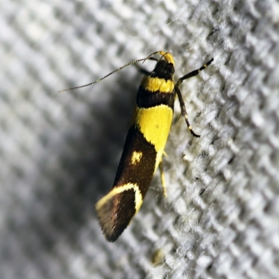 Macrobathra chrysotoxa