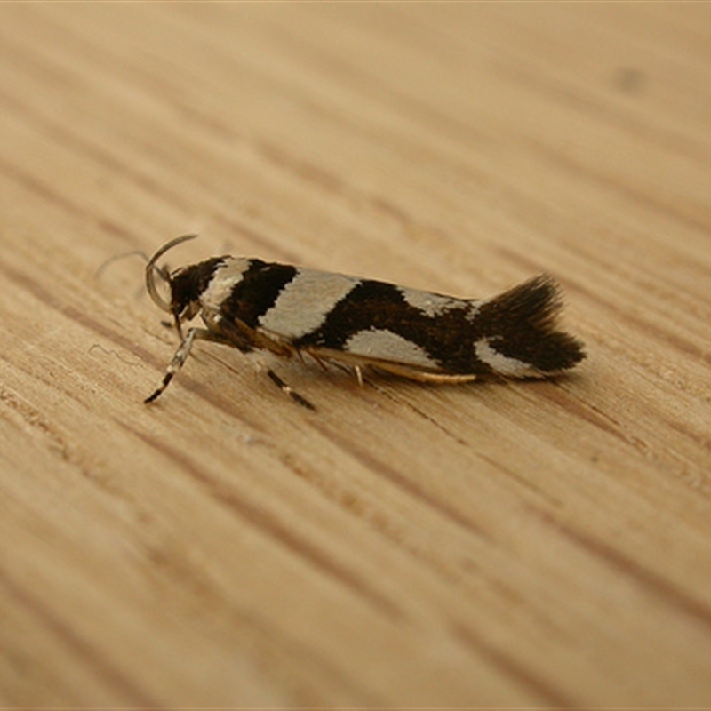 Macrobathra desmotoma