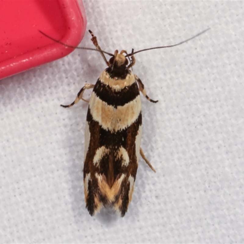 Macrobathra desmotoma