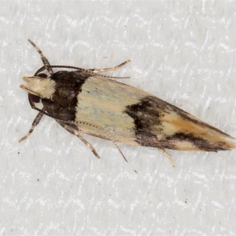 Macrobathra hamaxitodes