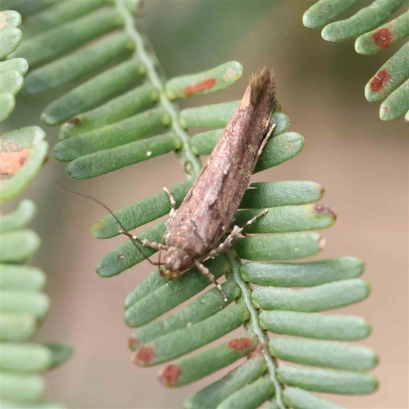 Macrobathra nephelomorpha