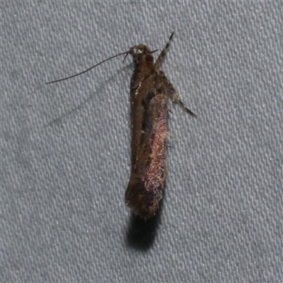 Macrobathra nephelomorpha