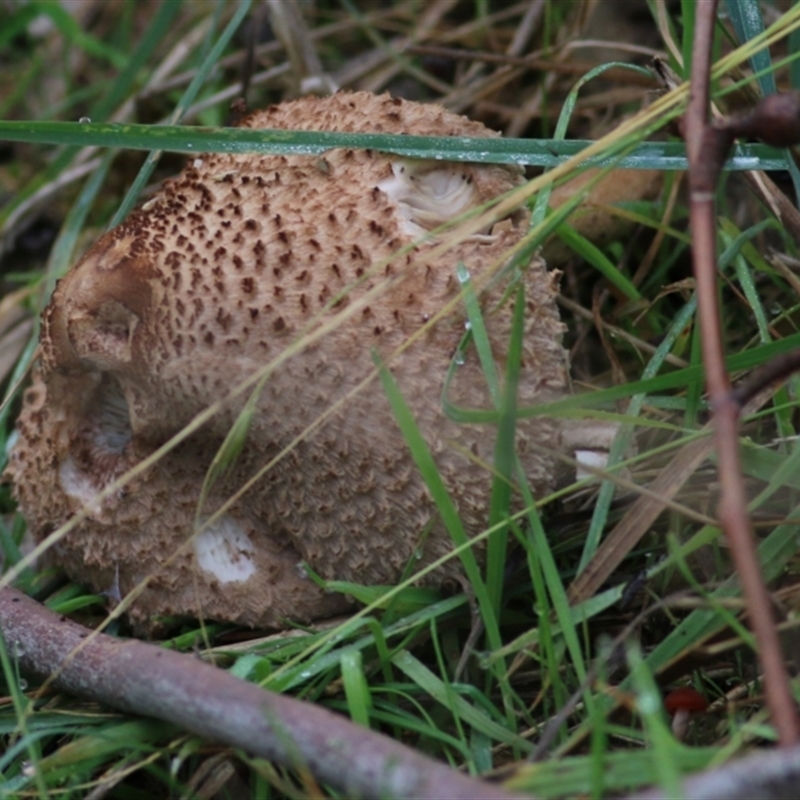 Macrolepiota clelandii