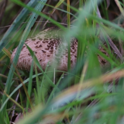 Macrolepiota clelandii