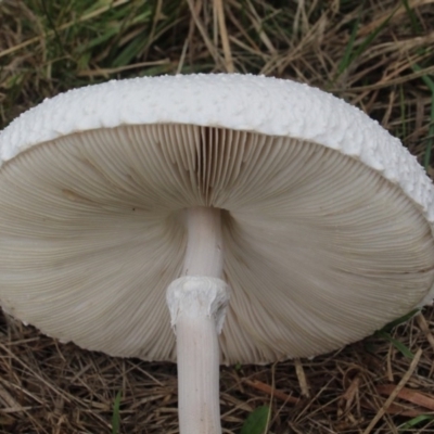 Macrolepiota dolichaula