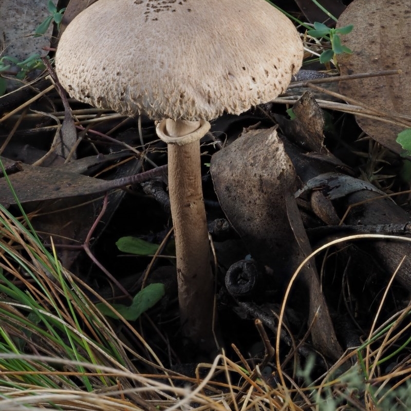 Macrolepiota sp.