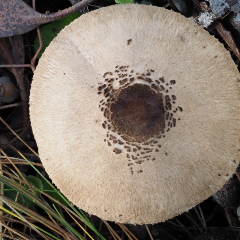 Macrolepiota sp.