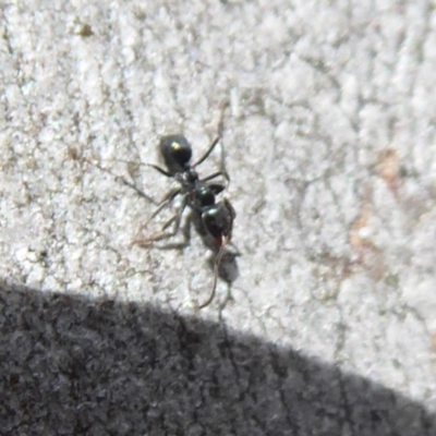 Anonychomyrma sp. (genus)