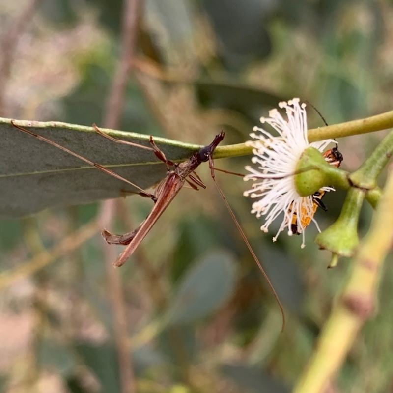 Macrones sp. (genus)