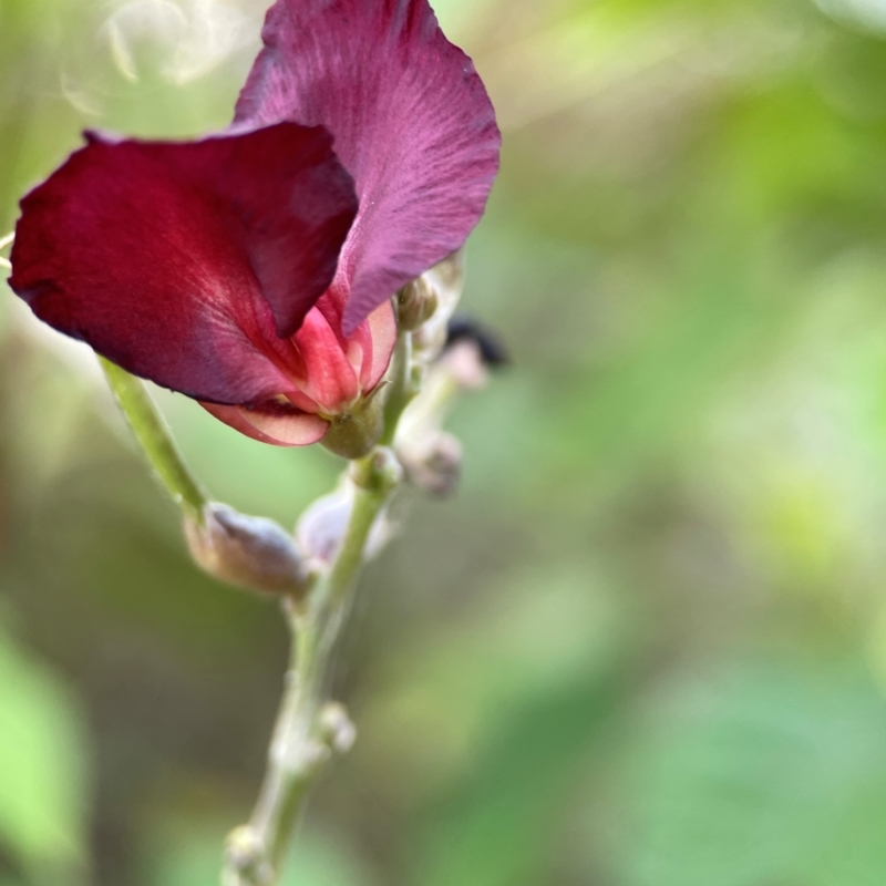 Macroptilium atropurpureum