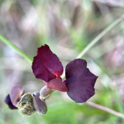 Macroptilium atropurpureum