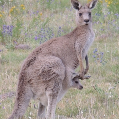 FEMALE WITH JOEY