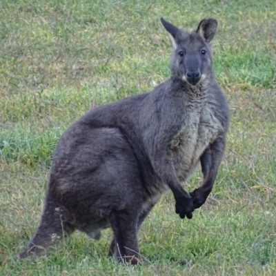 Osphranter robustus robustus