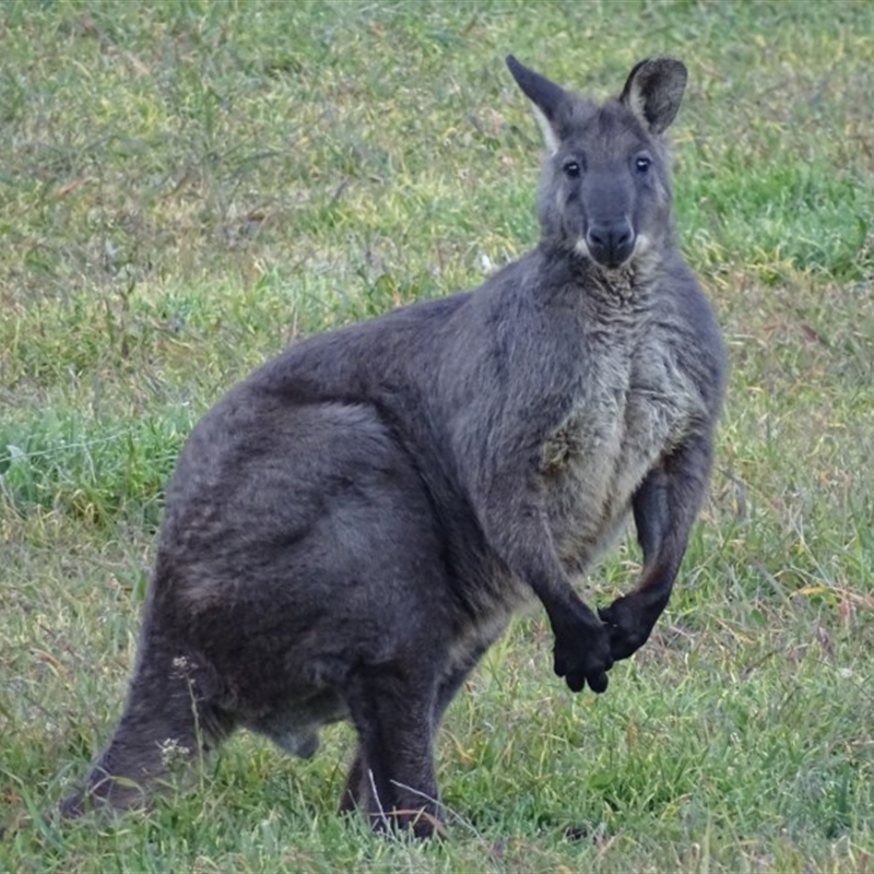 Osphranter robustus robustus