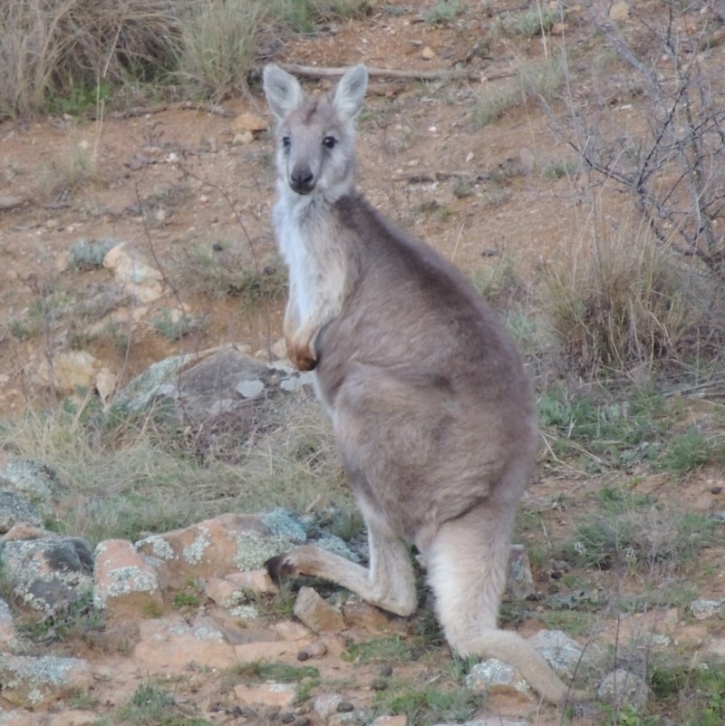 Osphranter robustus robustus