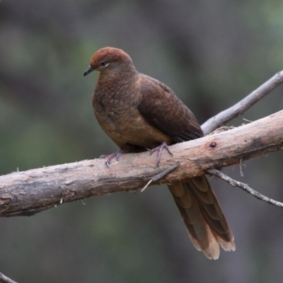 Macropygia phasianella