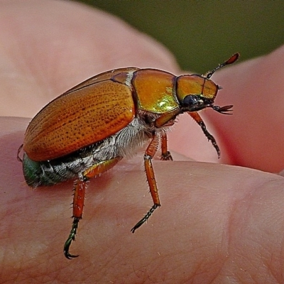 Anoplognathus brunnipennis