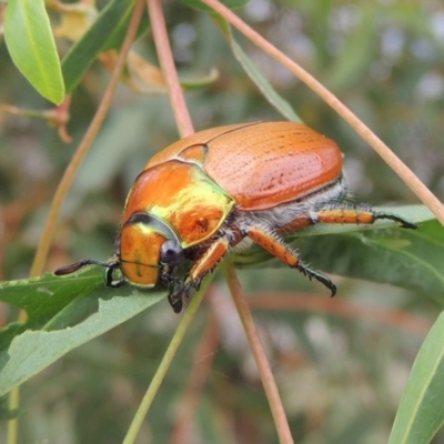 Anoplognathus brunnipennis