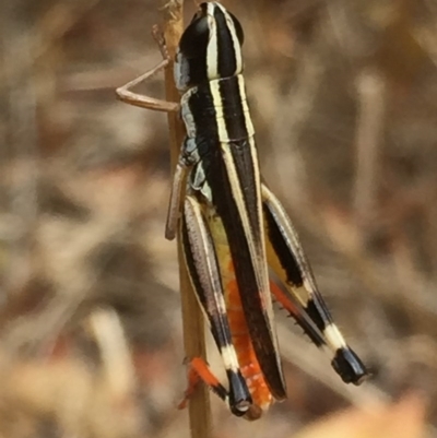 Macrotona australis