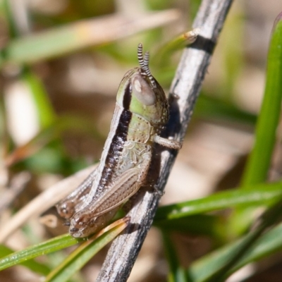 Nymph stage