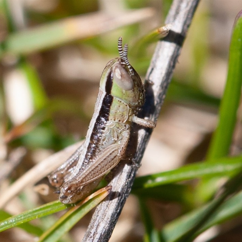 Nymph stage