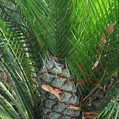 Macrozamia communis