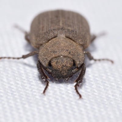 Maechidius sp. (genus)