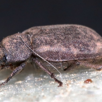 Maechidius sp. (genus)