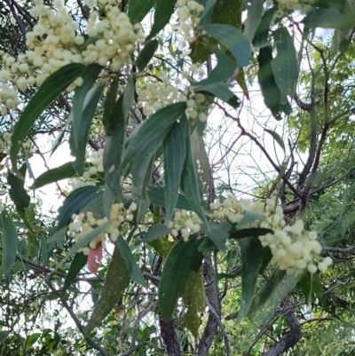 Acacia flavescens