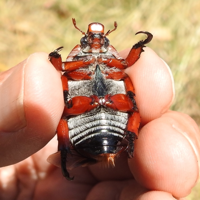 Anoplognathus montanus