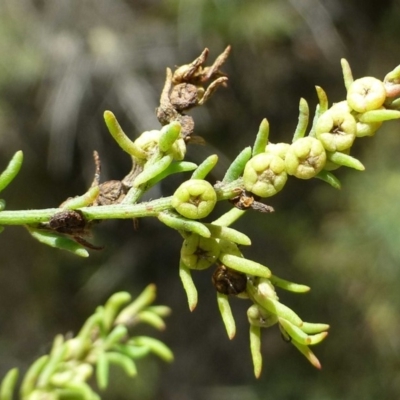 Maireana microphylla