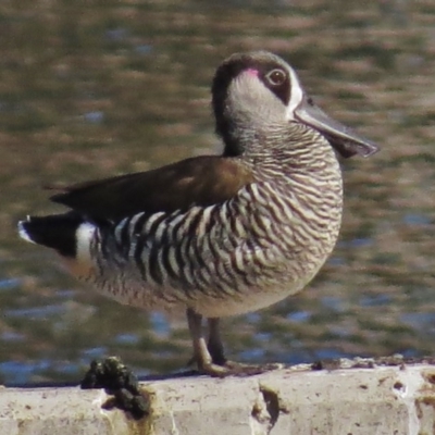 Malacorhynchus membranaceus