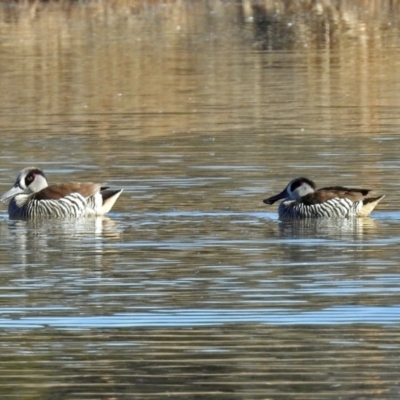 Malacorhynchus membranaceus