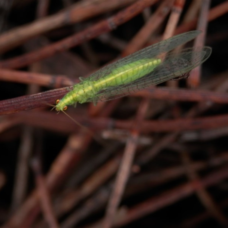 Mallada traviatus