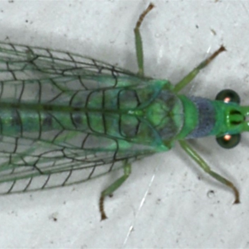 Mallada tripunctatus