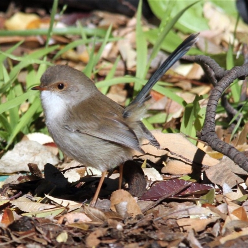 Female