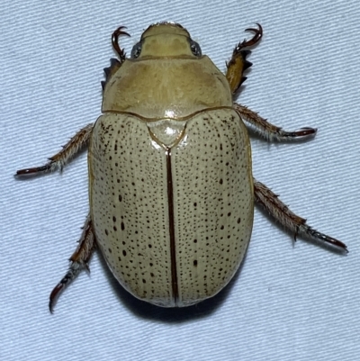 Anoplognathus pallidicollis