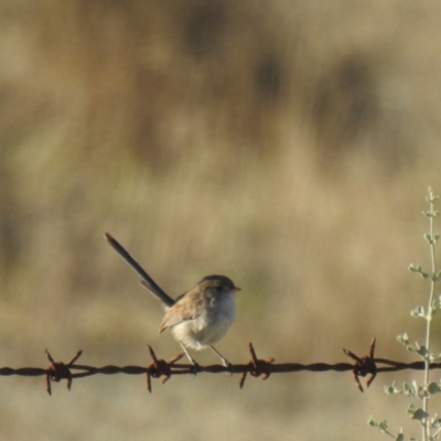 Malurus leucopterus