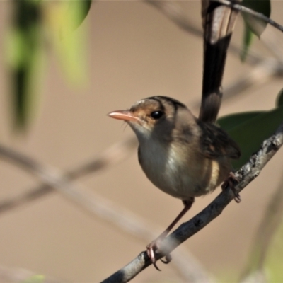 Malurus melanocephalus