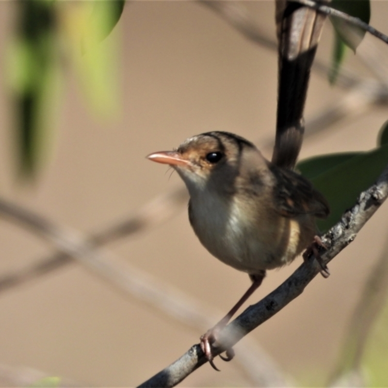 Malurus melanocephalus