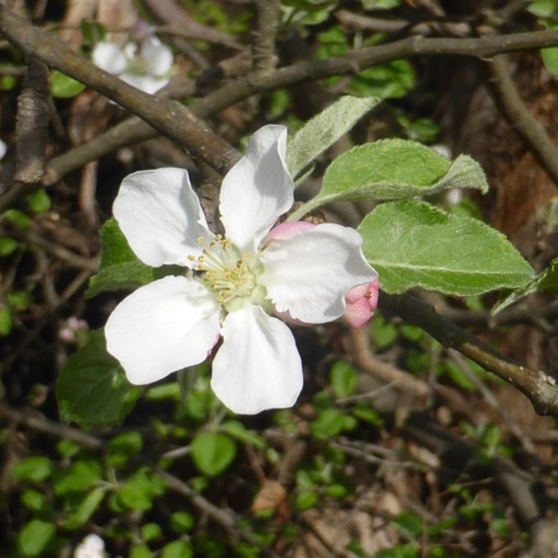 Malus sp.