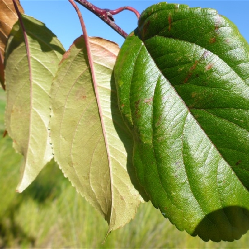 Malus sp.