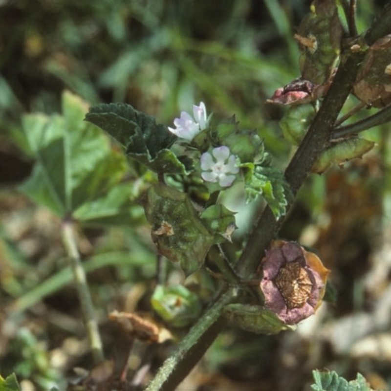 Malva parviflora