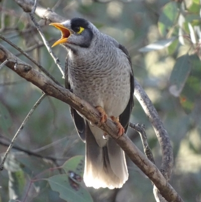 Manorina melanocephala