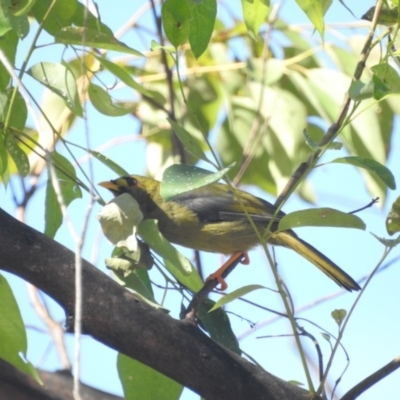 Manorina melanophrys