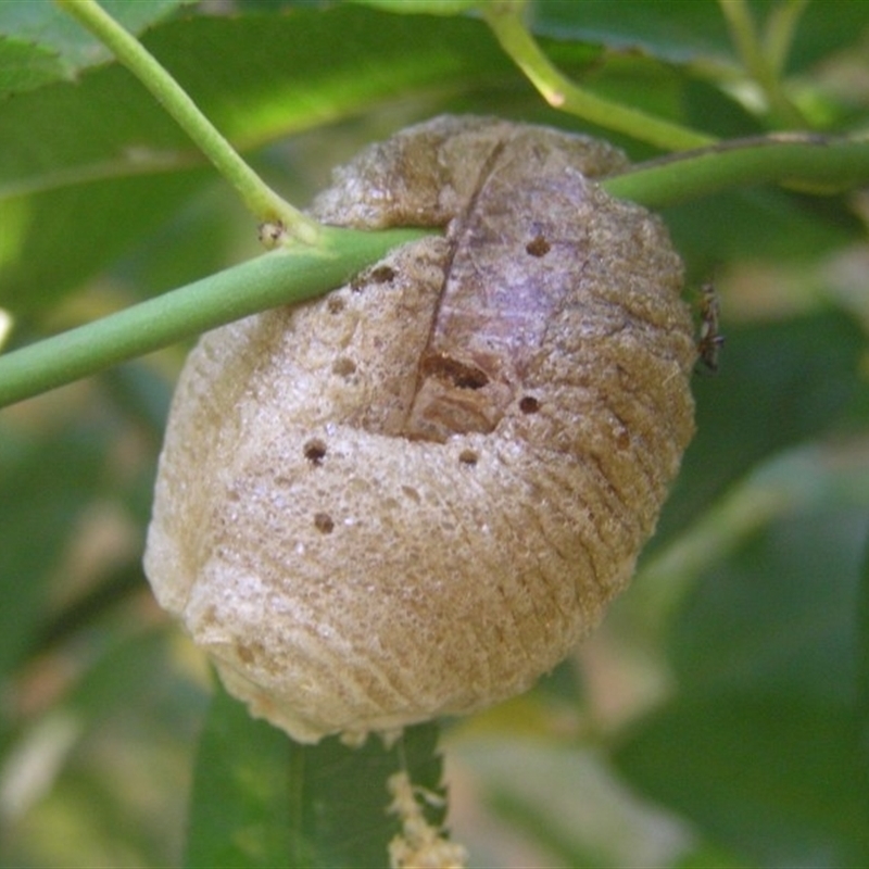 Mantidae - egg case (family)