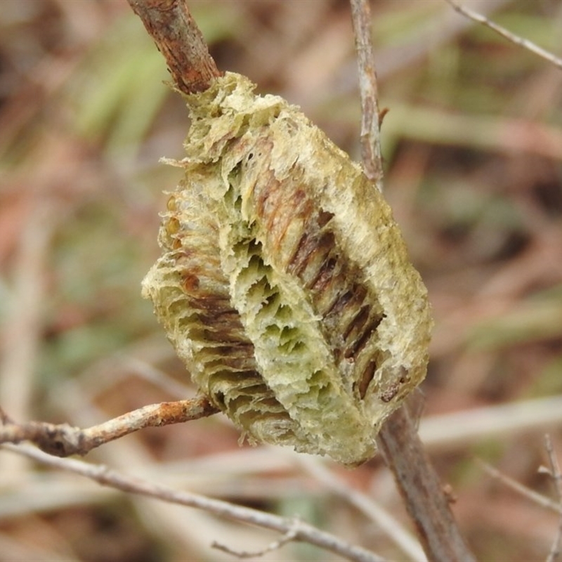 Mantidae - egg case (family)