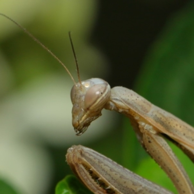 Mantis octospilota