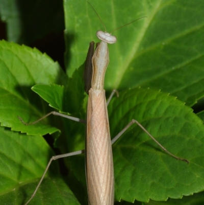 Mantis octospilota